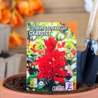 Семена цветов Сальвия сверкающая "Скарлет",  0,05 г - фото 11885826