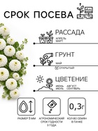 Семена цветов Цинния «Полярный медведь», 0.3 г - Фото 2