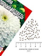 Семена цветов Цинния «Полярный медведь», 0.3 г - Фото 4