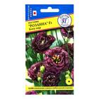 Семена цветов Эустома "Розанна" Блек пир F1, драже, 3 шт - Фото 3