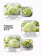 Семена Салат «Айсберг» кочанный, 0.5 г, «Аэлита» - Фото 3