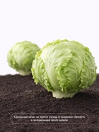 Семена Салат «Айсберг» кочанный, 0.5 г, «Аэлита» - Фото 4