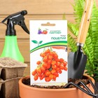 Семена Томат "Поцелуй", индетерминантный,высокорослый, 10 шт - Фото 1