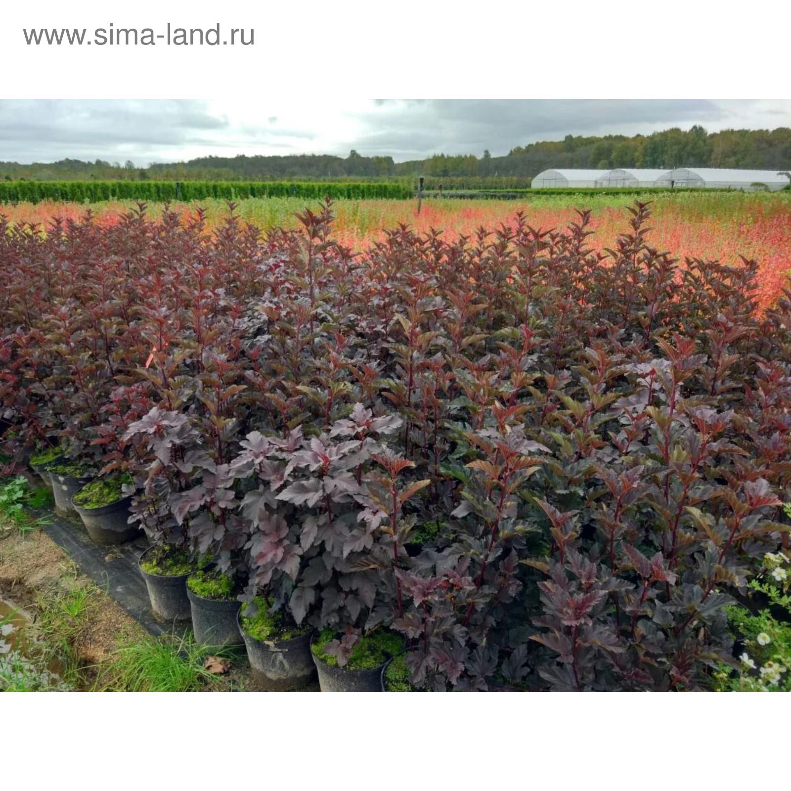 Пузыреплодник калинолистный Саммер Вайн - купить с доставкой по Москве и РФ в ин