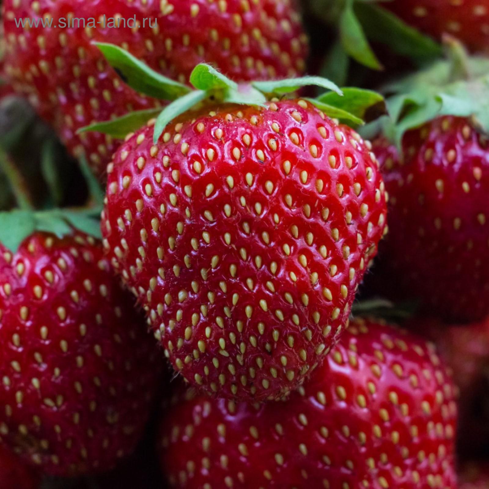 Сорт клубники диамант