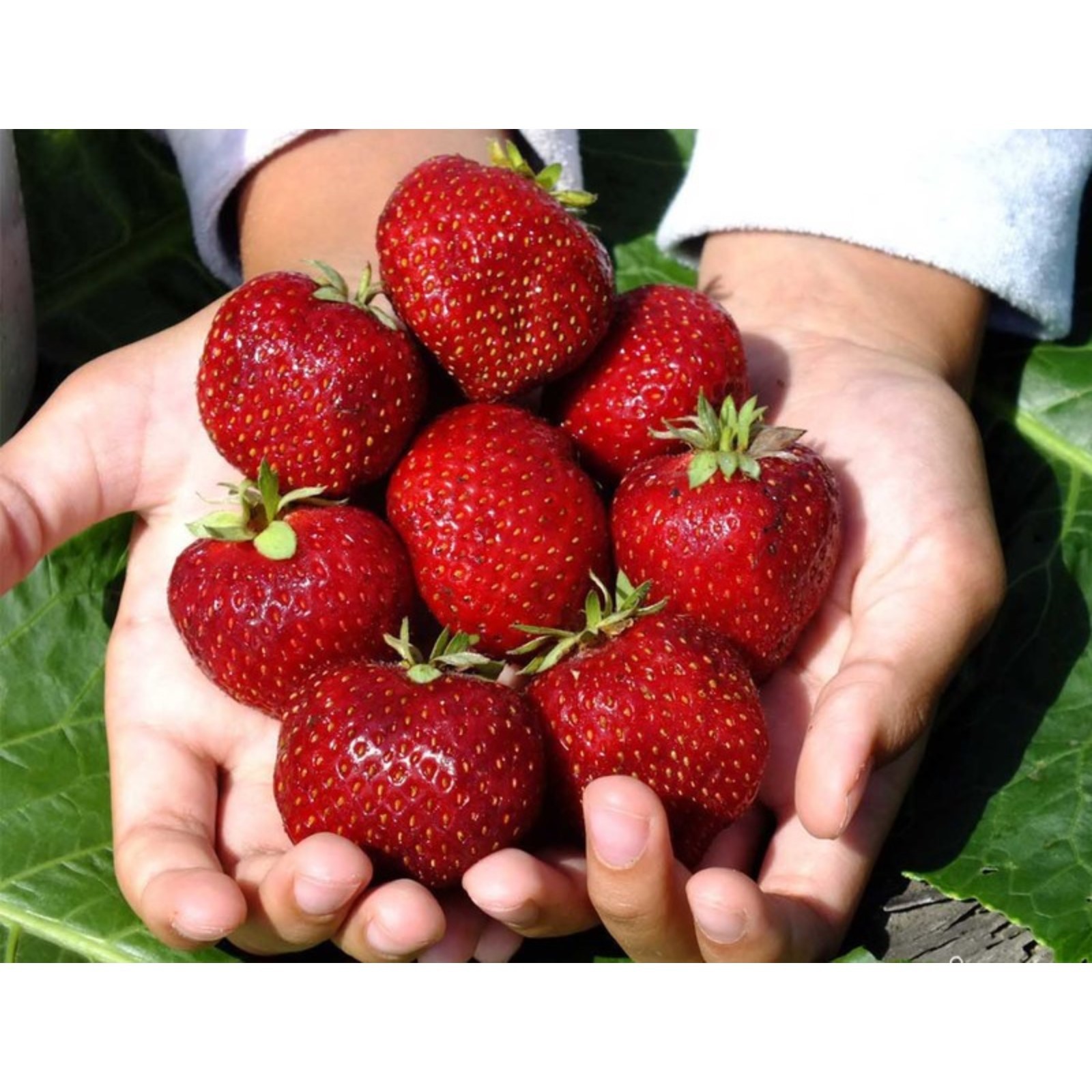 Клубника мальвина фото Клубника мальвина фото