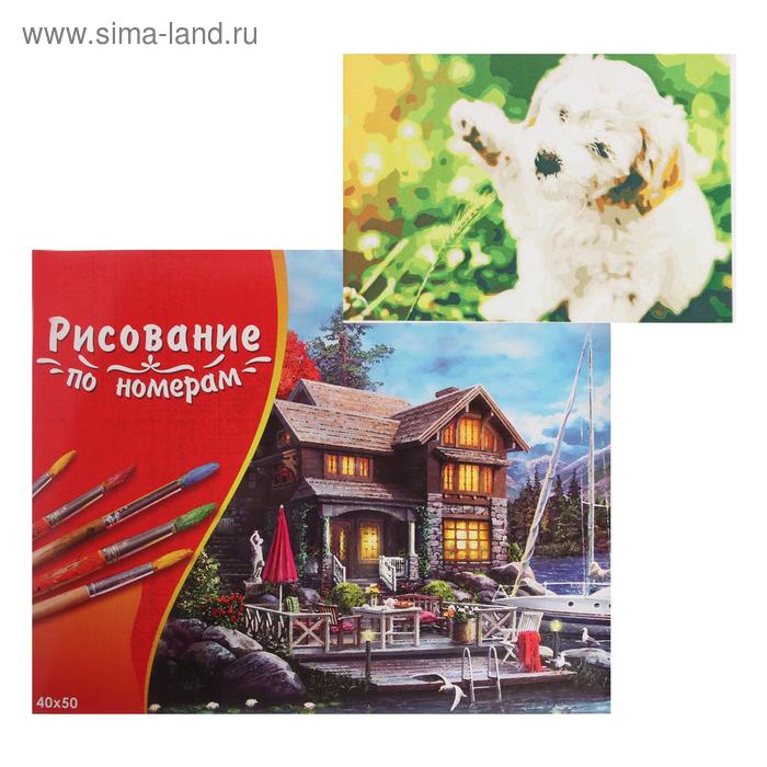 Картина по номерам 40×50 см в коробке, 20 цветов «Игривый щенок» - Фото 1