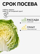 Семена Капуста белокочанная «Сибирский Гигант», 0.3 г, «Семена Алтая» - Фото 2