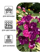 Семена цветов Петуния Дот Стар F1 «Андромеда», многоцветковая, 5 шт. - Фото 3