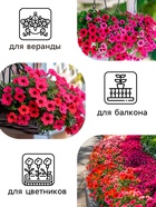Семена цветов Петуния Суперкаскадная "Бургунди", ц/п, F1, 7 шт - Фото 2