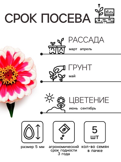 Семена цветов Цинния Захара «Северная звезда», 5 шт., «Семена Алтая»