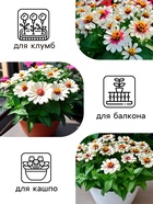 Семена цветов Цинния Захара "Северная звезда", ц/п, 5 шт - Фото 3