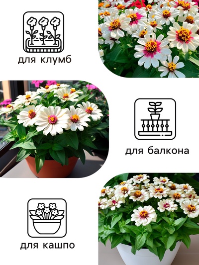 Семена цветов Цинния Захара «Северная звезда», 5 шт., «Семена Алтая»
