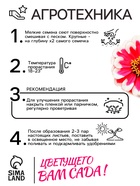 Семена цветов Цинния Захара "Северная звезда", ц/п, 5 шт - Фото 4