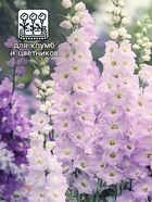 Семена цветов Дельфиниум "Джиневер культурный", ц/п, 0,05 г - Фото 3