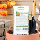 Семена цветов Бархатцы «Карина оранжевая », ц/п, тонколистные, 0.05 г - Фото 2