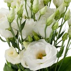 Семена цветов Эустома "Твинки белый",  F1,  5 шт - фото 11949412