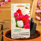 Семена цветов Бегония "Королева", ц/п, F1, вечноцветущая, махровая, смесь, гранулы, 4 шт - Фото 3