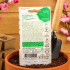 Семена цветов Бегония "Королева", F1, вечноцветущая, махровая, смесь, гранулы, 4 шт - Фото 4