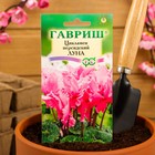 Семена цветов Цикламен "Луна", персидский, 3 шт. - фото 25606020