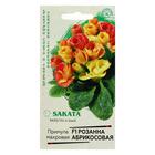 Семена цветов Примула "Розанна абрикосовая", ц/п, махровая, серия Эксклюзив, F1, 4 шт - Фото 1