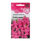 Семена цветов Антирринум (Львиный зев) "Розовая пантера", ц/п, серия Розовые сны, 0,05 г - Фото 1