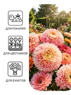Семена цветов Астра «Леди Корал бежевая», однолетняя, серия «Эксклюзив», 0.05 г, «Гавриш» - Фото 3