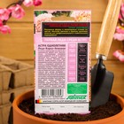 Семена цветов Астра "Леди Корал бежевая", ц/п, однолетняя, серия Эксклюзив, 0,05 г - Фото 4