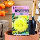 Семена цветов Астра "Леди Корал желтая", ц/п, однолетняя, серия Эксклюзив, 0,05 г - Фото 1