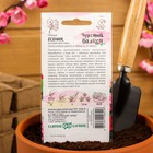 Семена цветов Годеция "Есения", ц/п, низкая, смесь, серия Чудесный балкон, 0,05 г - Фото 4