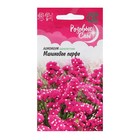 Семена цветов Лимониум "Малиновое парфе", серия Розовые сны, 0,05 г - фото 318425042
