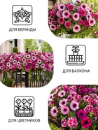 Семена цветов Петуния «Титан», бахромчатая, смесь, 7 шт., «Гавриш» - Фото 3