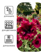 Семена цветов Петуния «Титан пурпуровый», бахромчатый, 7 шт., «Гавриш» - Фото 3