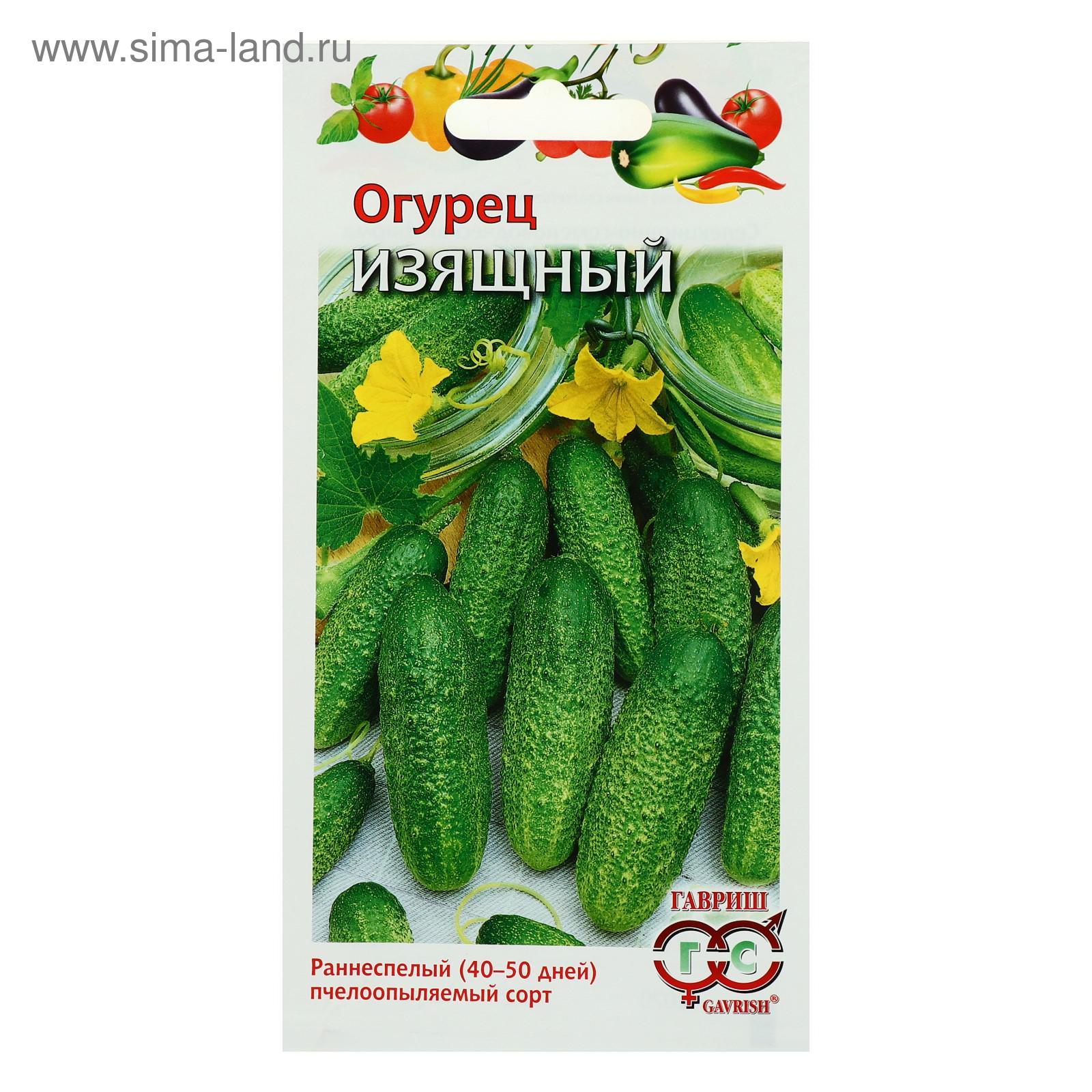 Сорт огурцов изящные. Огурцы трилоджи. Сорт огурцов изящные. Семена огурец "изящный", 20 шт. Огурец изящный семена.