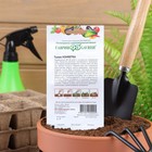 Семена Тыква "Конфетка", 1 г - Фото 2