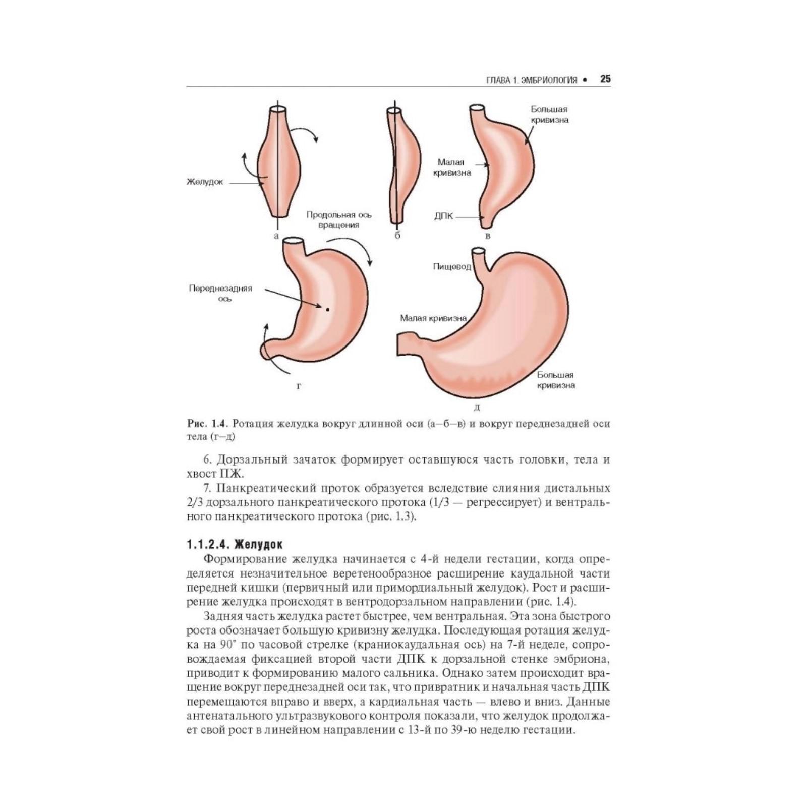 Врожденный пилоростеноз. Формирование жкт. Какой желудок у новорожденного. Размер желудка новорожденного по неделям. Объем желудка у новорожденных.