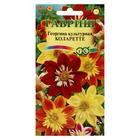 Семена цветов Георгина "Коларетте", ц/п, 0,2 г - Фото 1
