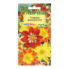 Семена цветов Георгина "Коларетте", ц/п, 0,2 г - Фото 3