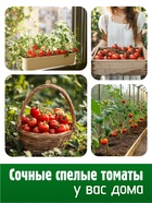 Набор Семена Томатов низкорослые для открытого грунта и теплиц - фото 31402033 Набор Семена Томатов низкорослые для открытого грунта и теплиц - фото 31402033