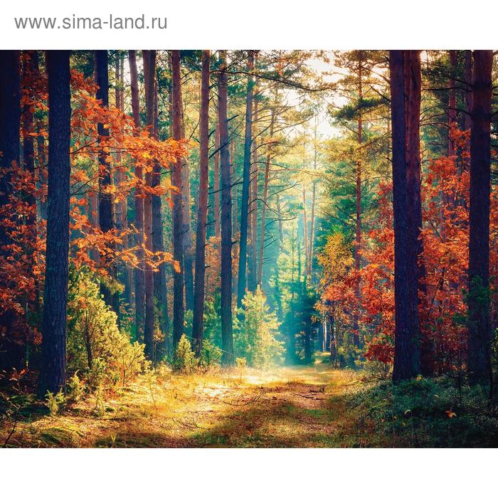 Фотобаннер, 250 × 200 см, с фотопечатью, люверсы шаг 1 м, «Осенний лес», Greengo - Фото 1