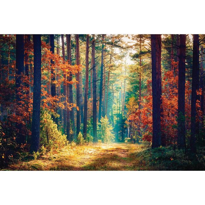 Фотобаннер, 300 × 200 см, с фотопечатью, люверсы шаг 1 м, «Осенний лес» - фото 1908626178