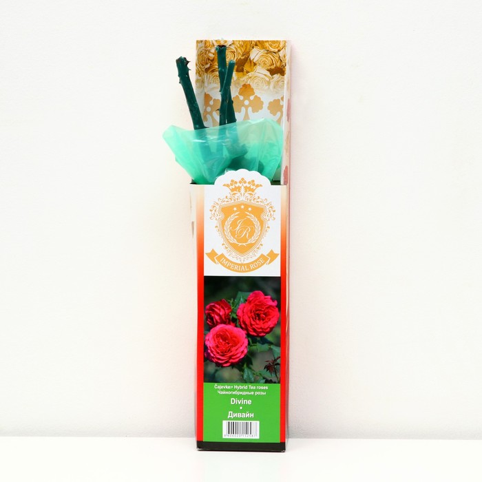 Саженец розы "Дивайн", 1 шт, туба, Весна 2023 - Фото 1