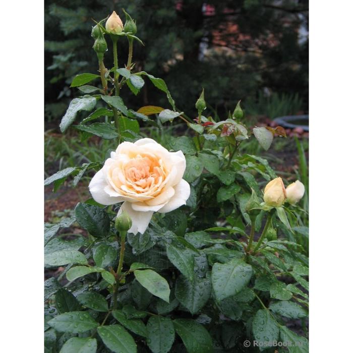Саженец розы "Лион" 1 шт Весна 2022 - Фото 1