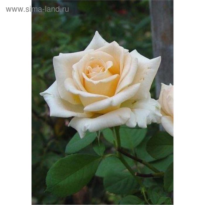 Саженец розы "Монсун" 1 шт Весна 2021 - Фото 1