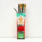 Саженец розы "Мистер Линкольн", 1 шт, туба, Весна 2023 - Фото 1