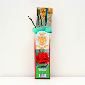 Саженец розы 