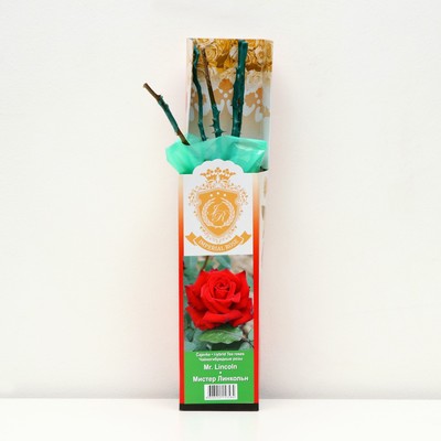 Саженец розы "Мистер Линкольн", 1 шт, туба, Весна 2023