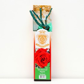 Саженец розы "Нигридо", 1 шт, туба, Весна 2023