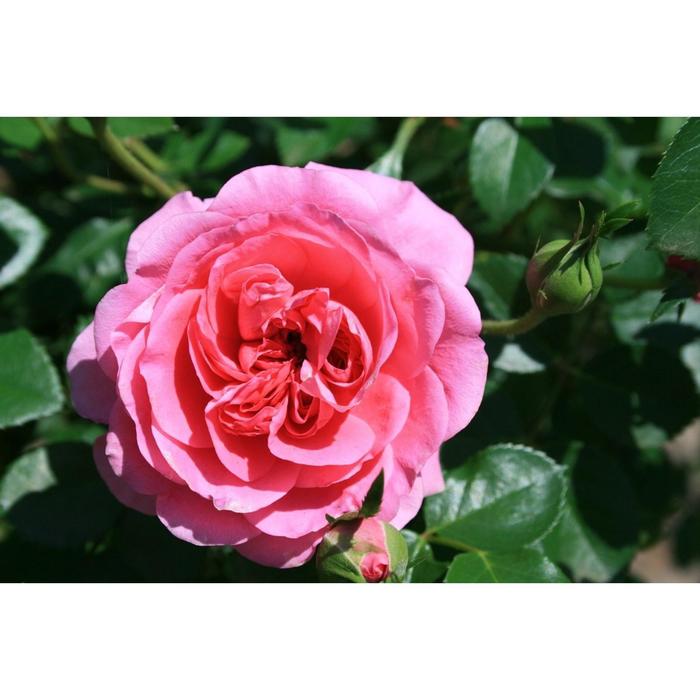 Саженец розы "Байдди" 1 шт Весна 2022 - Фото 1