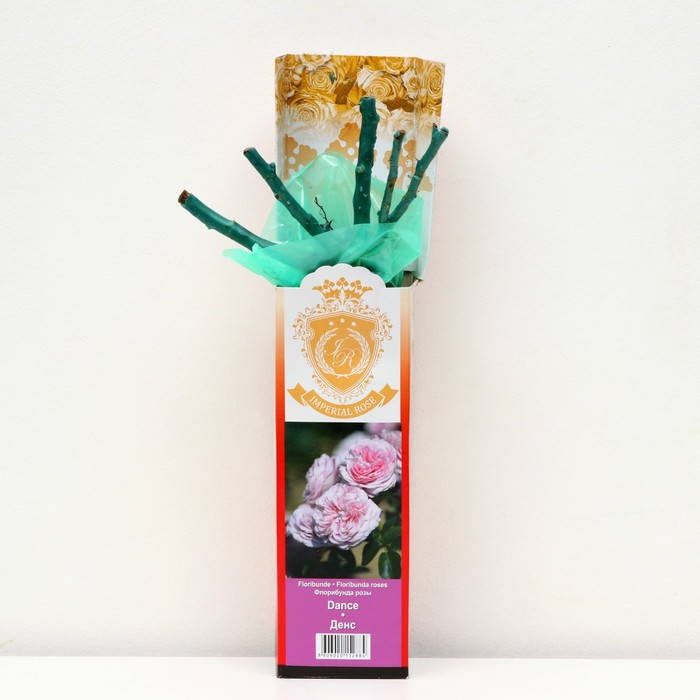 Саженец розы «Денс», 1 шт. туба, Весна 2023